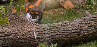 Best Commercial Tree Services  in Short Pump, VA